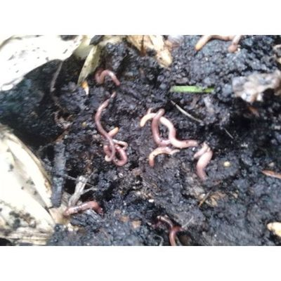 #ad Red worm Starter colony *Seeds of Life* The BEST start for your organic worm bin $18.99