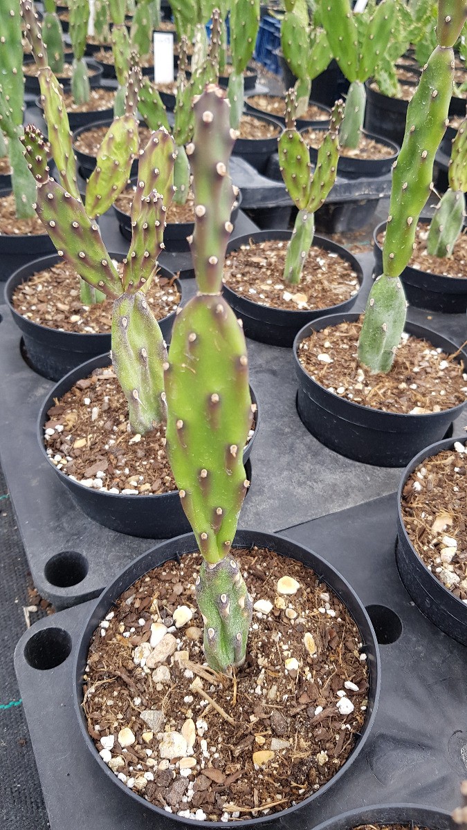 Opuntia elata oponce à fleurs oranges pour aménager une rocaille sans entretien