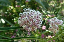 Asclepias fascicularis | Narrow-Leaf Milkweed | 25 Seeds