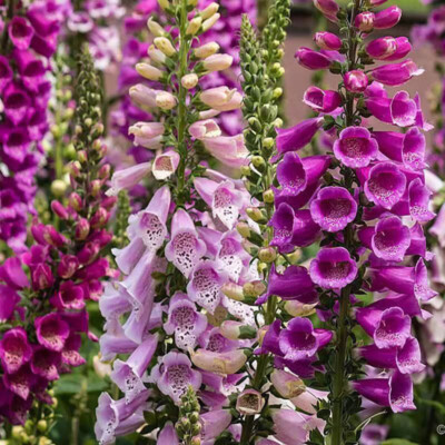 Fox Glove (7) Attack of the 7 foot tall foxglove main image 4