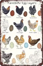 Chicken Breeds Vintage Decorative Signage Egg Layers A Metal Signs Home Décor 