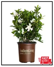 Live Gardenia with White Fragrant Blooms 2.5 qt Evergreen Shrub Garden Plant