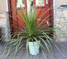 Dasylirion seratifolium, 90cm, Gewurzelt!
