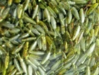 50 TENNESSEE SHAD RED FL 1.5" RAT Tail BEETLES Crappie Fishing Lures Beetle Spin