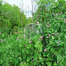 Austrian Winter Peas Seeds Cover Crop Legume Fodder Food Plot NON GMO