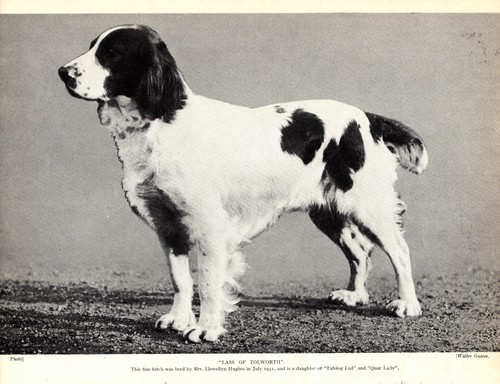 1930s Antique SPRINGER SPANIEL Dog Print Champion Lass of Tolworth 5377r