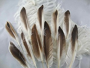 white duck feather