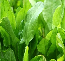 LARGE LEAF SORREL SEEDS 1000+ perennial RUMEX ACETOSA leafy greens FREE SHIPPING