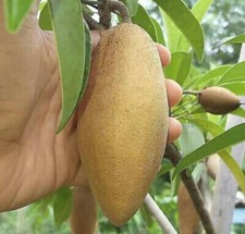 Big Size 7Gal BUTTERSCOTCH Sapodilla Variety Tree. Ship In Pot. Ready To Fruit