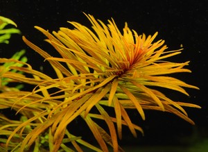 live rare aquarium plant