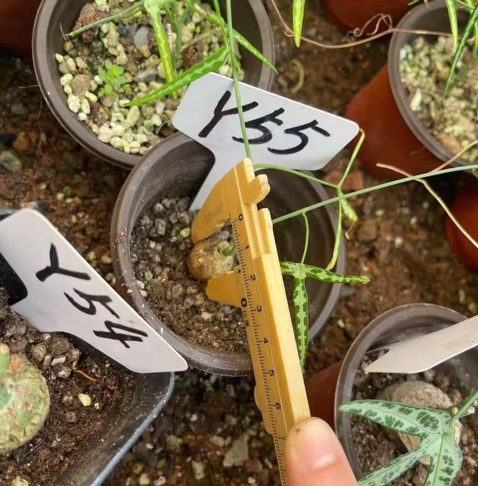 Adenia kirkii WYSIWYG Own Root Boutique Garden 3pcs - Image 3 of 4