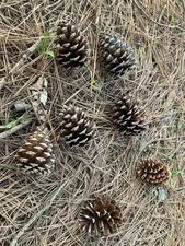 Pine Cones - 25 pine cones, 3-4” range, Loblolly Pine Cones, Fresh Picked
