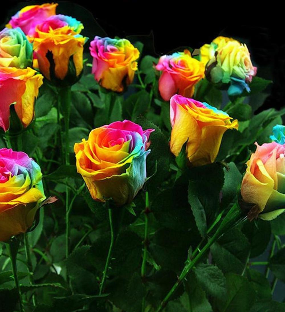 20 EXOTIC RARE RAINBOW ROSE SEEDS garden flower plant bush diy Rosas ...