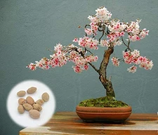 10 Japanese Flowering Cherry Blossom Bonsai Seeds, Fresh Exotic Rare Bonsai S...