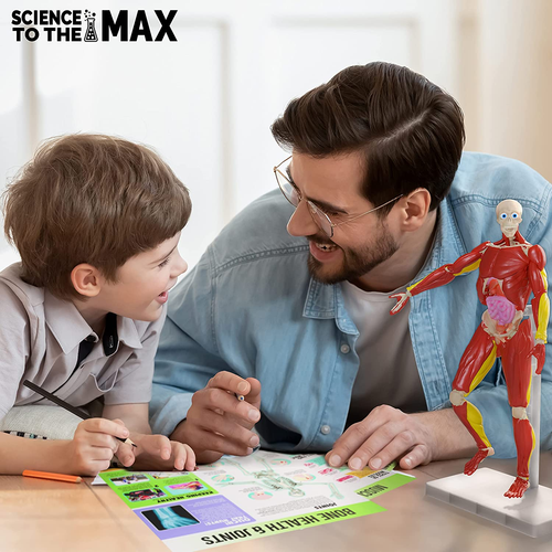 Interactive Human Body - 60 Piece Fully Poseable Anatomy Figure – 14” Tall Model - Picture 6 of 12