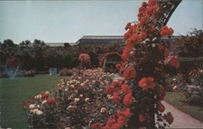 Boston,MA Rose Garden Fenway Tichnor Suffolk County Original Vintage Postcard