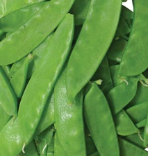 Oregon Sugar Pod II Pea Seeds 25 Ct Snow Pod Vegetable Garden USA HEIRLOOM