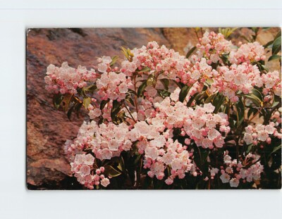 Postcard Mountain Laurel In Full Bloom In The Southern Mountains, the South
