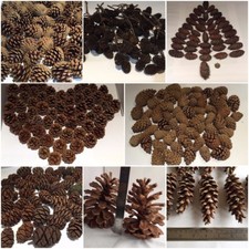Pine, Fir, Sequoia, Alder cones, Canarian Pine, Cedar cone - Christmas, craft