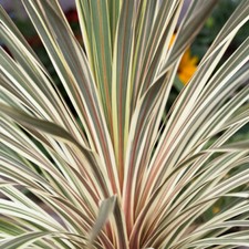 Evergreen Shrub, Cordyline Torbay Dazzler, palm-like foliage, scented, 2L pot