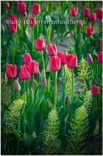 Chinese 100% real natural silk thread,su hand embroidery kits:tulip flower 12"