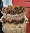 Lot of 50 Pine Cones - Spruce - Hand Picked, Ready to use for crafts, decorating