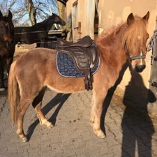 Leather Freemax Treeless Saddle Size 14 to 18 With Girth  Stirrups iron Free