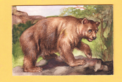 um 1955 Grislybär - Original Aquarell Malerei Paul Zoecke BERLIN o. F.W. Kluge
