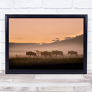 Früher Morgen in der Serengeti Säugetier Natur Safari Gnu Sonnenaufgang Wandkunstdruck