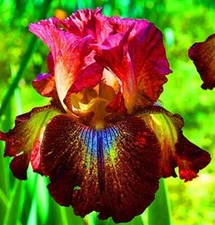 30 Heirloom Iris Seeds Fragrant Flower Plant (much less money than bulbs)