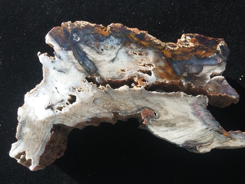 Old Stock Polished Petrified Wood End Cut Hubbard Basin, NV -885 Grams - HB4