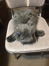 Ty Classic Smokey Cat Plush 18" Realistic Gray Long Hair Persian VTG 1999