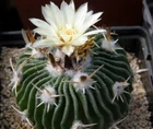 Echinofossulocactus phyllacanthus v tricuspidatus CH 228, seeds 10 pcs