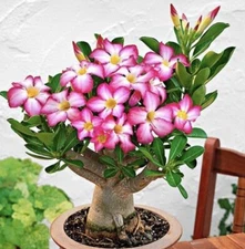 Mixed Color Desert Rose Seeds | 5 Seeds | Adenium Obesum | USA FREE SHIP