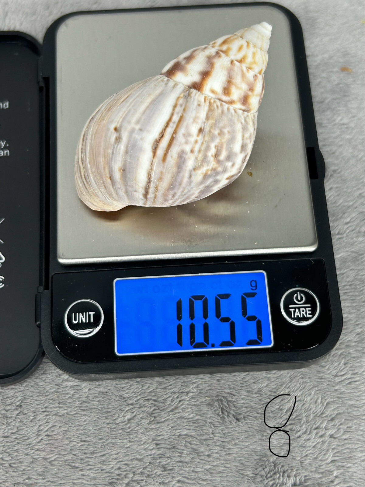 Japanese Land Snail Shells Beach Crafts Nautical Hermit Crabs 2.5 ...