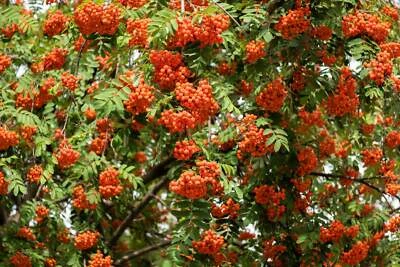 SEEDVILLE USA 20 ASH TREE Mountain / Amur / Rowan - Sorbus Aucuparia Seeds