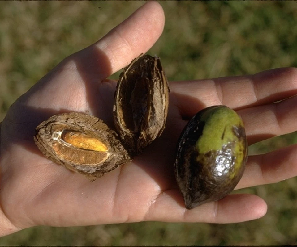 ~SEA ALMOND~ Tree CAY BANG Tropical Terminalia Catappa Live 5 SEEDS for planting - Image 2 of 4