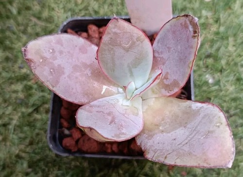Ech. cante X Ech. strictiflora var Nova (black edge) mature plant well rooted - Picture 4 of 4