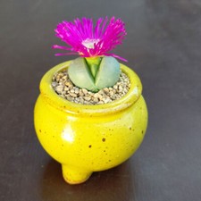 Argyroderma delaetii, Seltene Lithops, Lithops Pflanzen, lebende Steine