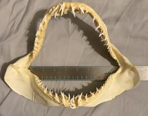Shark Jaw Mako | eBay