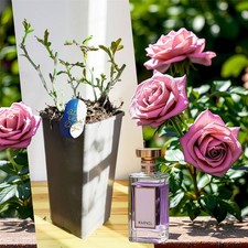 Hardy Perfume Rose Shrub 2L Pot Strong Fragrance Flower Plant Big Scented Blooms