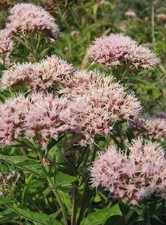 Hemp Agrimony Eupatorium Cannabinum 1000 Seeds Butterfly Pollinator favourite