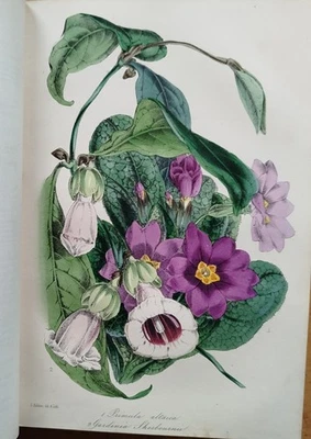 Paxton Magazine of Botany Botanik Pflanzen 22 kolorierte Tafeln Vol. XVI - 1834 - Bild 1 von 4