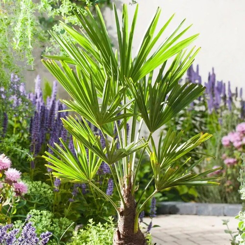 Trachycarpus Fortunei Palm Tree Plant Winter Hardy Fan Windmill Chusan 25-30cm - Picture 15 of 23