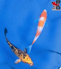 (2) 5" (KOHAKU & DOITSU KI BEKKO) Live Koi Fish Garden Pond 10/1