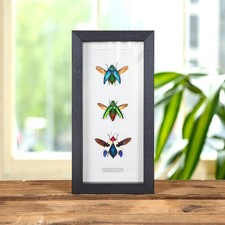 Jewel Beetle Trio in Box Frame (Polybothris sumptuosa, Chrysochroa fulminans & b