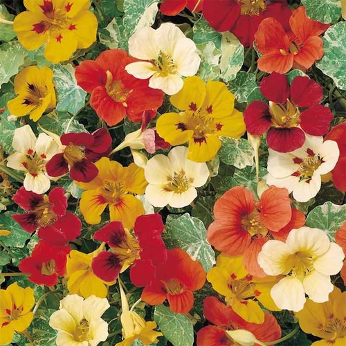 Nasturtium Sortiment - 4 Varieties - 20+ seeds - Tropaeolum majus - V 145 - Picture 5 of 5