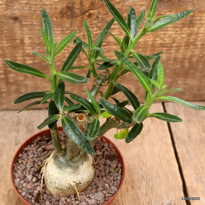 D4340 PACHYPODIUM BISPINOSUM pot10,5-H15-W7 cm MaMa Cactus | eBay