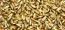 (On Backorder) Naked Oats Seed