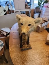 Standing Mount Red Fox Taxidermy